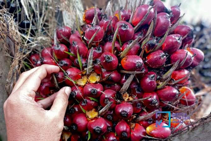 Harga TBS sawit mitra swadaya di Riau naik (foto/MCR)